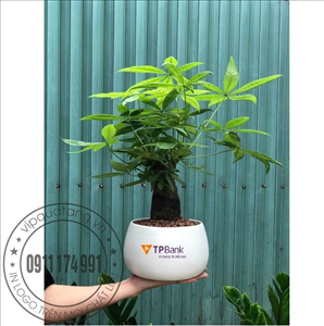Quà tặng cây xanh - cây cảnh để bàn - chậu cây in logo MS 22736